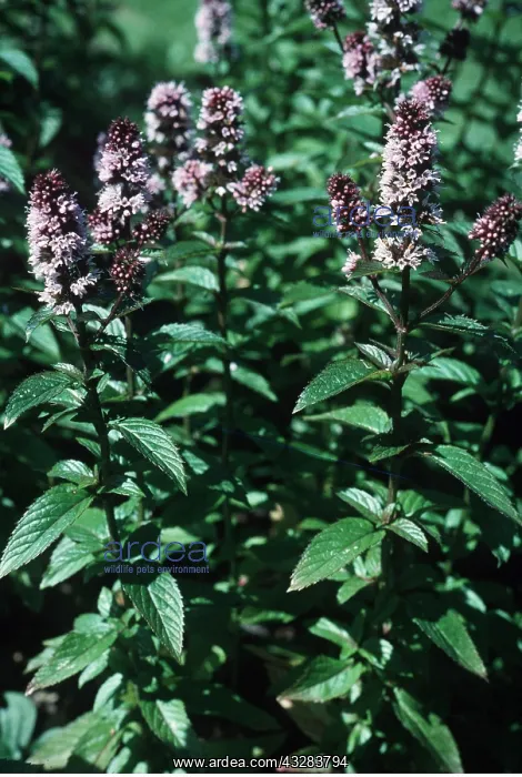 : PEPPERMINT : PEPPERMINT