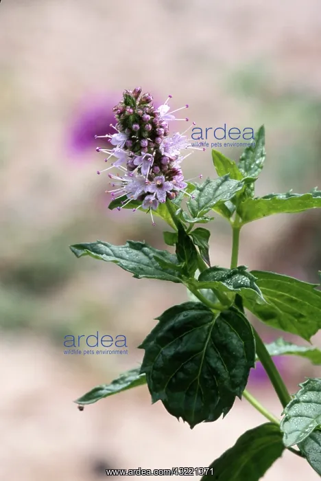 : Peppermint (Mentha piperita), NC : Peppermint (Mentha piperita), NC
