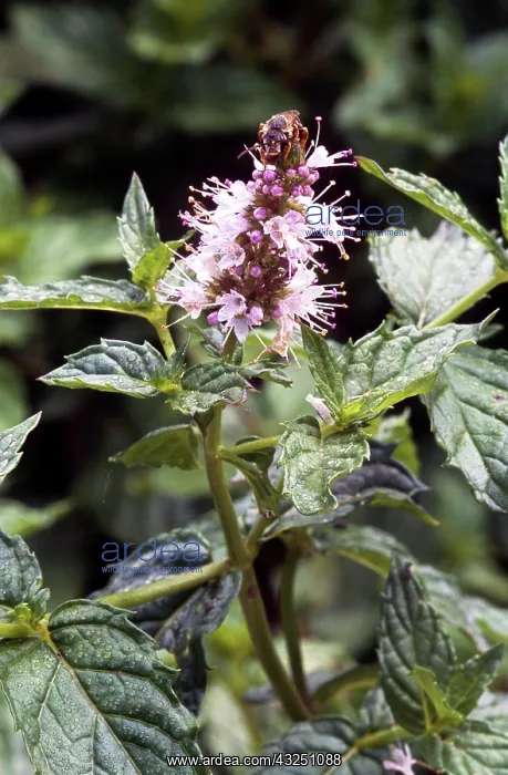: Peppermint (Mentha piperita), NC : Peppermint (Mentha piperita), NC
