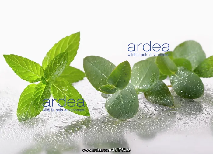  : Peppermint, Mentha piperita sprig arranged with