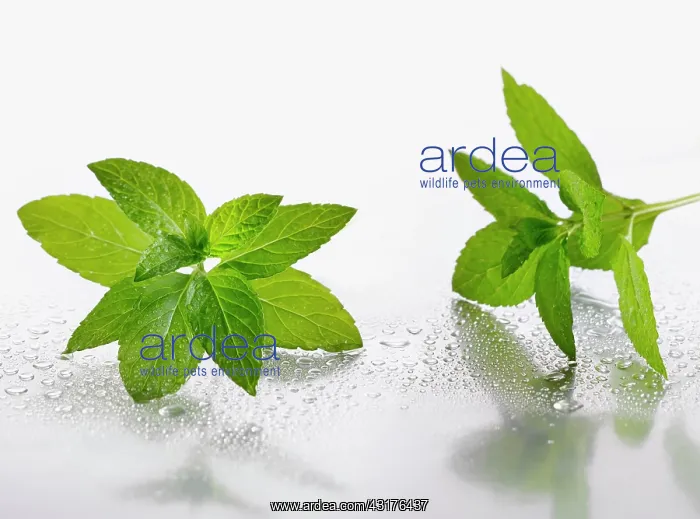 : Peppermint, Mentha piperita sprigs on silver background : Peppermint, Mentha piperita sprigs on silver background