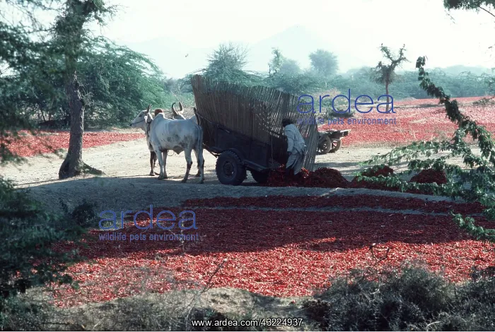 : PEPPERS / CHILLI - unloading and drying : PEPPERS / CHILLI - unloading and drying