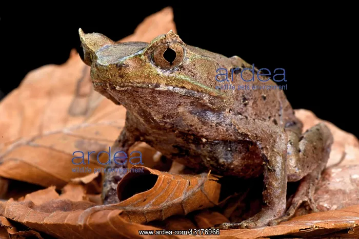: Perak horned toad (Megophrys aceras), Malaysia : Perak horned toad (Megophrys aceras), Malaysia