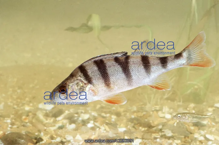 : PERCH : PERCH