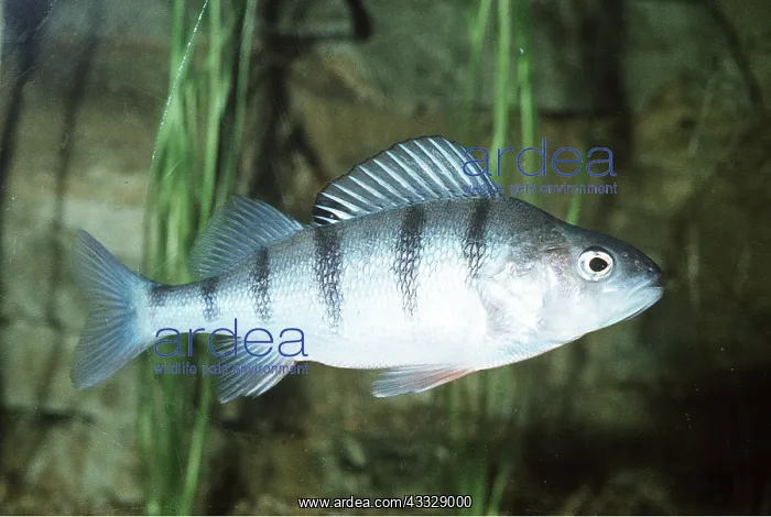 : PERCH FISH : PERCH FISH