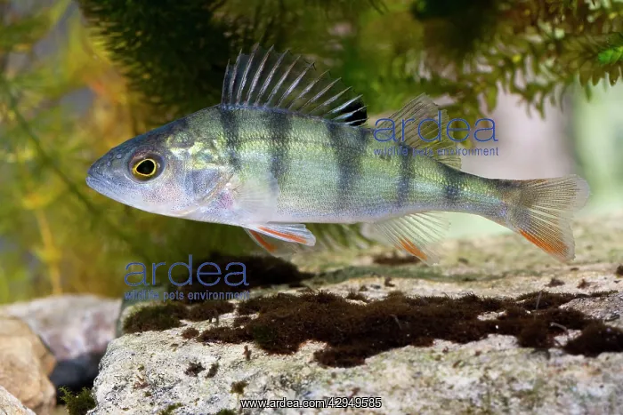 : Perch - Photographed underwater with fins raised : Perch - Photographed underwater with fins raised