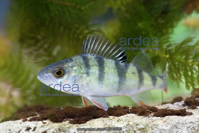 : Perch - Single juvenile with fins raised taken underwater : Perch - Single juvenile with fins raised taken underwater