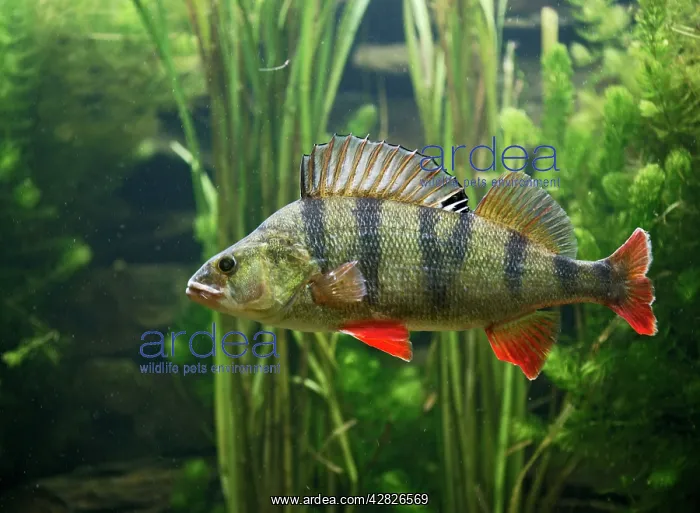 : Perch - use weeds as camouflage, dorsal fin up, turning : Perch - use weeds as camouflage, dorsal fin up, turning