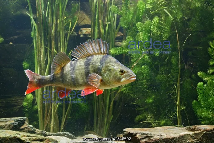: Perch - use weeds as camouflage, dorsal fin up, turning : Perch - use weeds as camouflage, dorsal fin up, turning