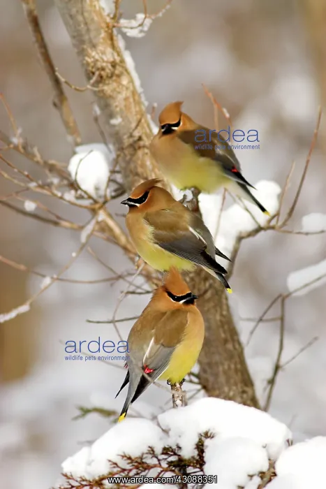 : Perched Cedar Waxwings : Perched Cedar Waxwings