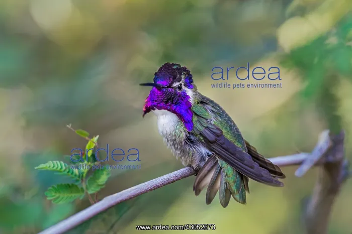 : Perched Male Costa's Hummingbird (Calypte costae) : Perched Male Costa's Hummingbird (Calypte costae)