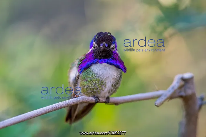 : Perched Male Costa's Hummingbird (Calypte costae) : Perched Male Costa's Hummingbird (Calypte costae)