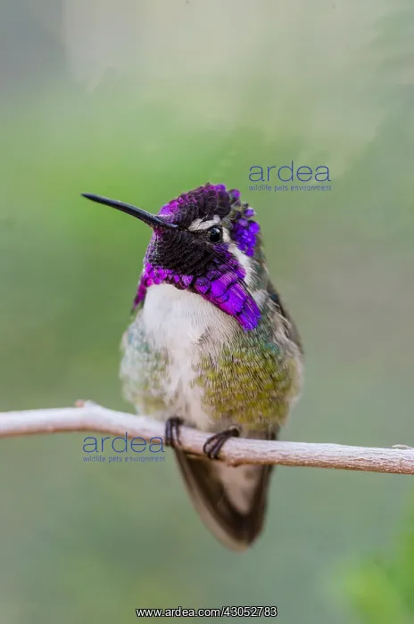 : Perched Male Costa's Hummingbird (Calypte costae) : Perched Male Costa's Hummingbird (Calypte costae)