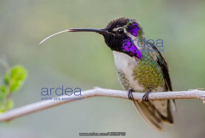 : Perched Male Costa's Hummingbird (Calypte costae) : Perched Male Costa's Hummingbird (Calypte costae)