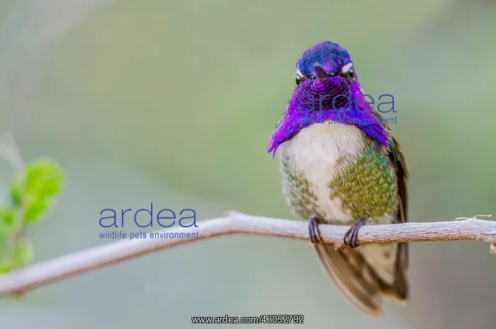 : Perched Male Costa's Hummingbird (Calypte costae) : Perched Male Costa's Hummingbird (Calypte costae)