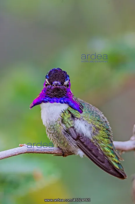 : Perched Male Costa's Hummingbird (Calypte costae) : Perched Male Costa's Hummingbird (Calypte costae)