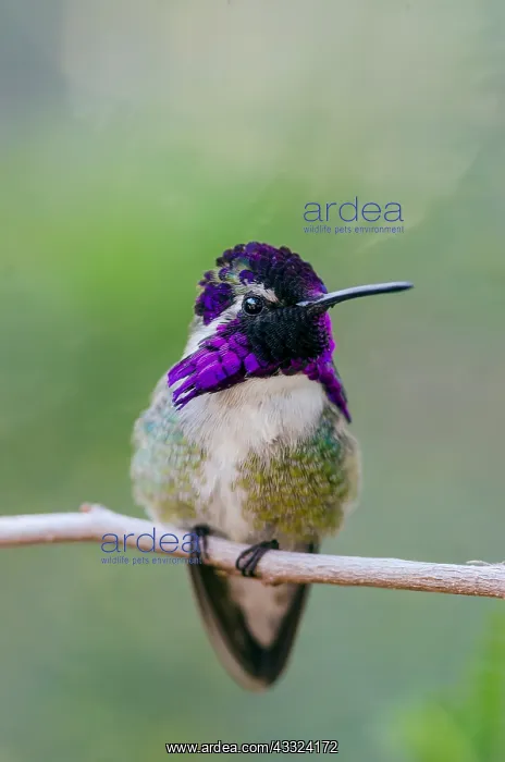 : Perched Male Costa's Hummingbird (Calypte costae) : Perched Male Costa's Hummingbird (Calypte costae)