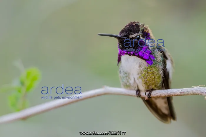 : Perched Male Costa's Hummingbird (Calypte costae) : Perched Male Costa's Hummingbird (Calypte costae)