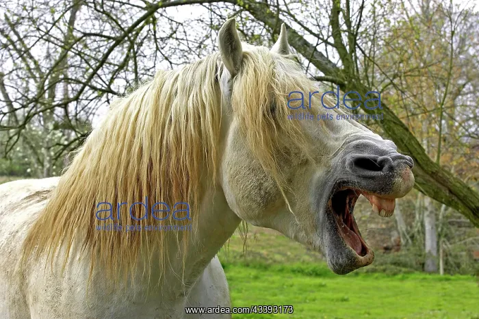 : Percheron Draft Horses, a French breed, yawning : Percheron Draft Horses, a French breed, yawning