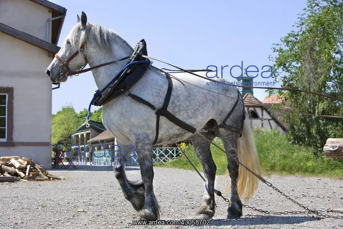 : Percheron drought crossbreeded with frison Alsace ecomuseum : Percheron drought crossbreeded with frison Alsace ecomuseum