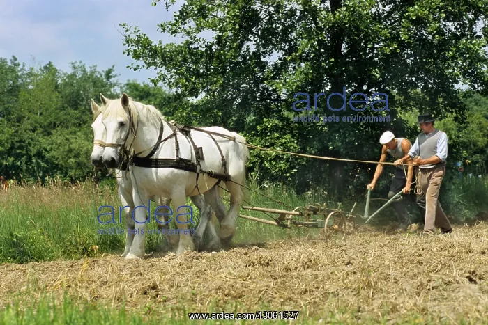 : Percheron droughts on a field at Ungersheim Ecomuseum France : Percheron droughts on a field at Ungersheim Ecomuseum France
