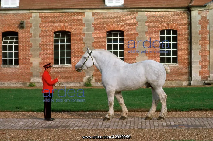  : Percheron Horse