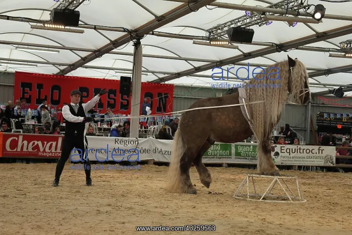 : Show with a Percheron Horse - Equestrian France : Show with a Percheron Horse - Equestrian France