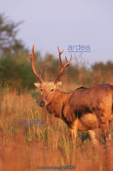 : Pere DavidIs DEER - male, extinct in wild : Pere DavidIs DEER - male, extinct in wild