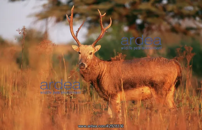 : Pere DavidIs DEER - male, extinct in wild : Pere DavidIs DEER - male, extinct in wild