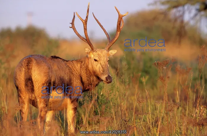 : Pere DavidIs DEER - male, extinct in wild : Pere DavidIs DEER - male, extinct in wild