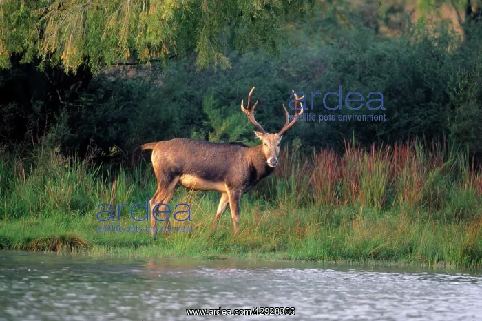 : Pere DavidIs DEER - male, extinct in wild : Pere DavidIs DEER - male, extinct in wild