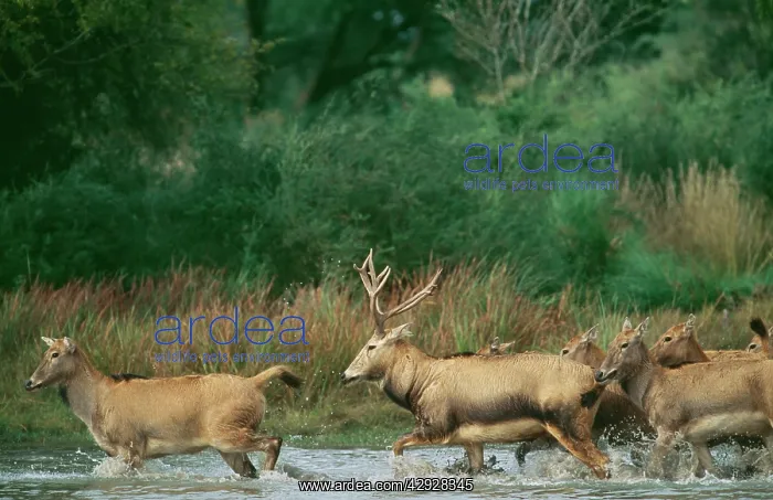 : Pere DavidIs DEER - running in water, extinct in wild : Pere DavidIs DEER - running in water, extinct in wild