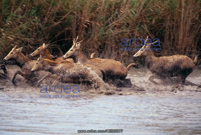 : Pere DavidIs DEER - running in water, extinct in wild : Pere DavidIs DEER - running in water, extinct in wild
