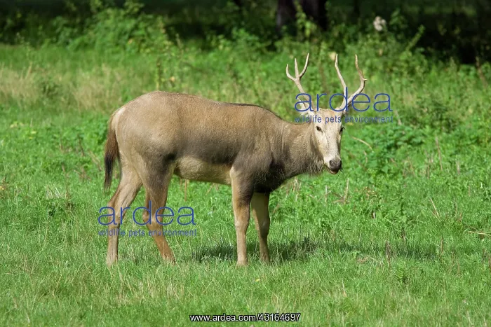 : Pere David's Deer : Pere David's Deer