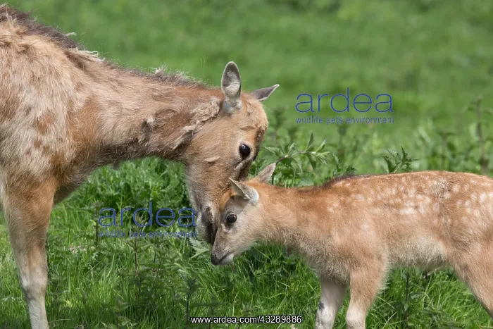 : Pere David's Deer (Elaphurus davidianus) mothe : Pere David's Deer (Elaphurus davidianus) mothe