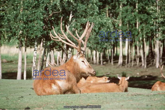 : PERE DAVID'S DEER - male : PERE DAVID'S DEER - male