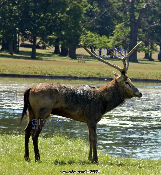 : Pere David's deer / Milu - with worn antlers : Pere David's deer / Milu - with worn antlers