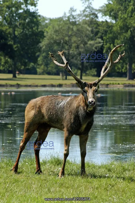 : Pere David's deer / Milu - with worn antlers : Pere David's deer / Milu - with worn antlers