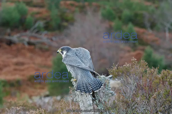 : Peregrine Falcon : Peregrine Falcon