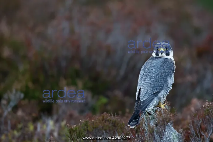 : Peregrine Falcon : Peregrine Falcon