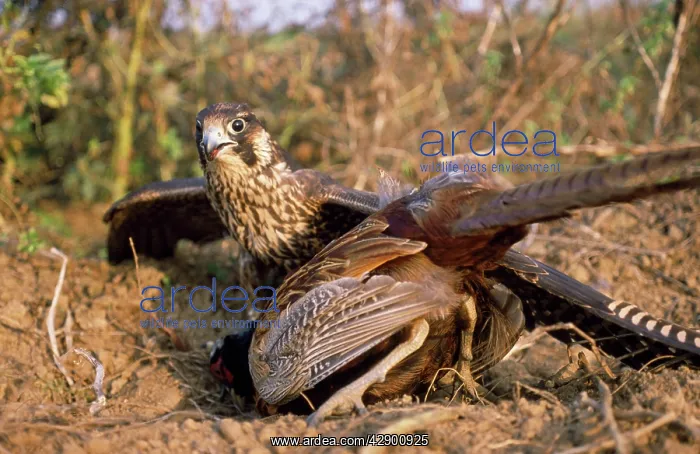  : Peregrine Falcon