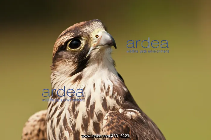  : Peregrine Falcon