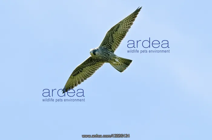 : Peregrine Falcon : Peregrine Falcon