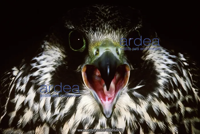 : Peregrine Falcon : Peregrine Falcon