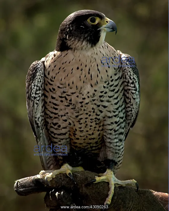 : Peregrine Falcon : Peregrine Falcon
