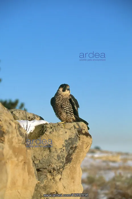 : Peregrine Falcon : Peregrine Falcon