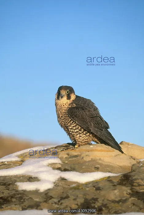 : Peregrine Falcon : Peregrine Falcon