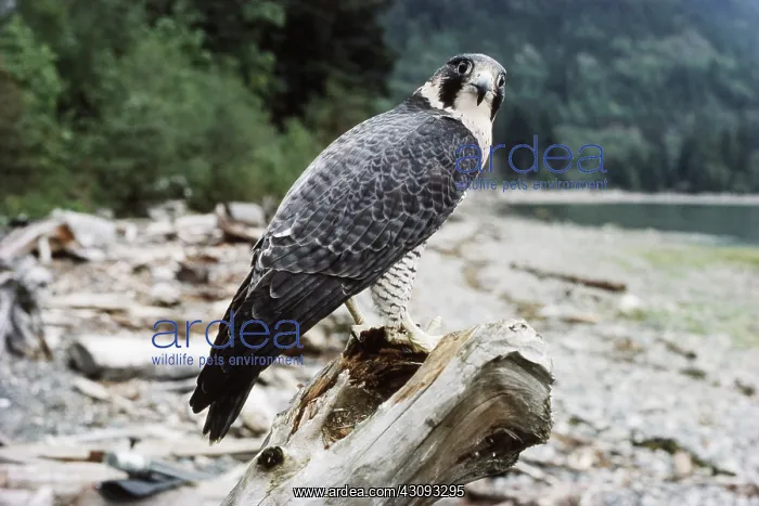 : Peregrine Falcon : Peregrine Falcon