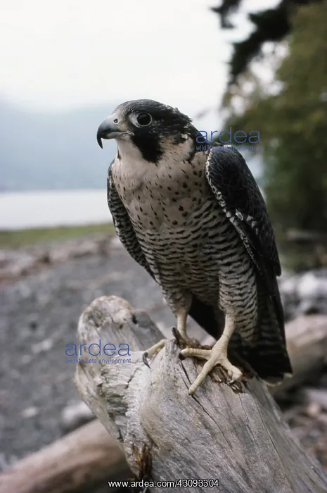 : Peregrine Falcon : Peregrine Falcon