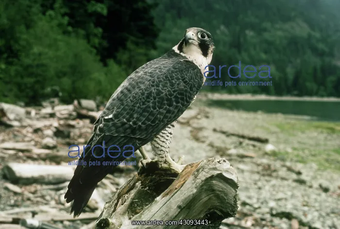 : Peregrine Falcon : Peregrine Falcon